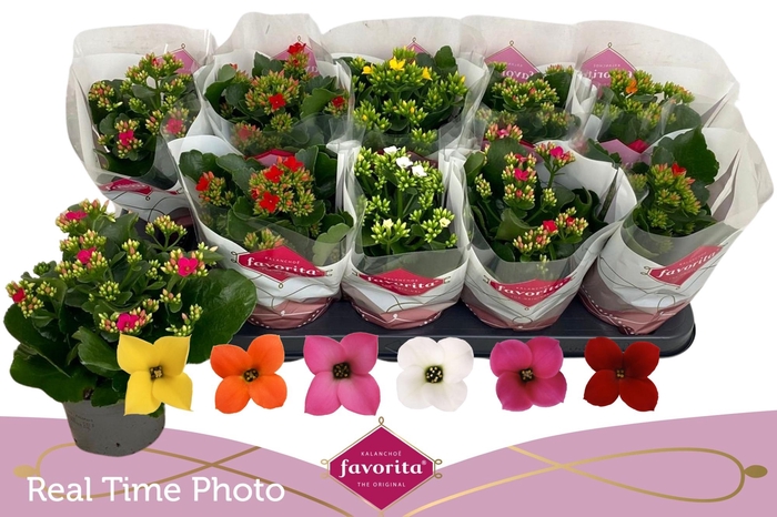 <h4>KAL EN GEM 6 KL</h4>