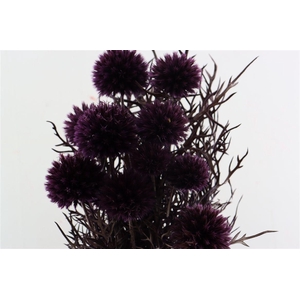 Pres Echinops 10pc Milka Bunch