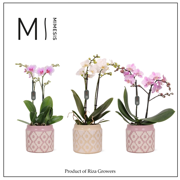 <h4>Mimesis Phal. Multi Mix - 2 spike 12cm in Lio Mix Ceramic</h4>