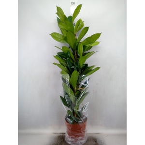 Ficus cyathistipula