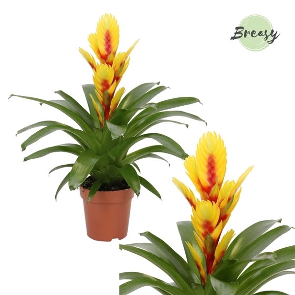 <h4>Vriesea Intenso Yellow Flame</h4>