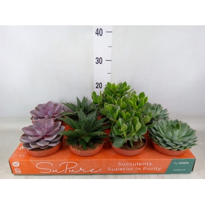 Succulents   ...mix 4