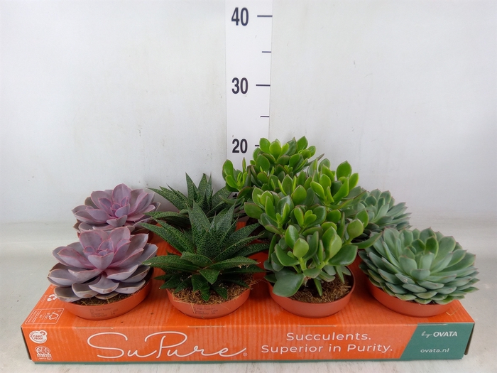 <h4>Succulents   ...mix 4</h4>