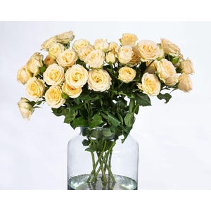 Rosa TR 'Salinero' BRAAM