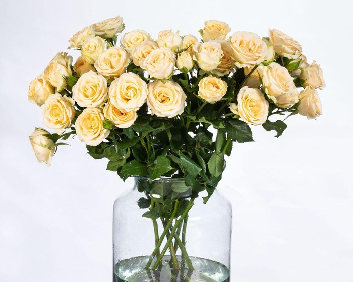 <h4>Rosa TR 'Salinero' BRAAM</h4>