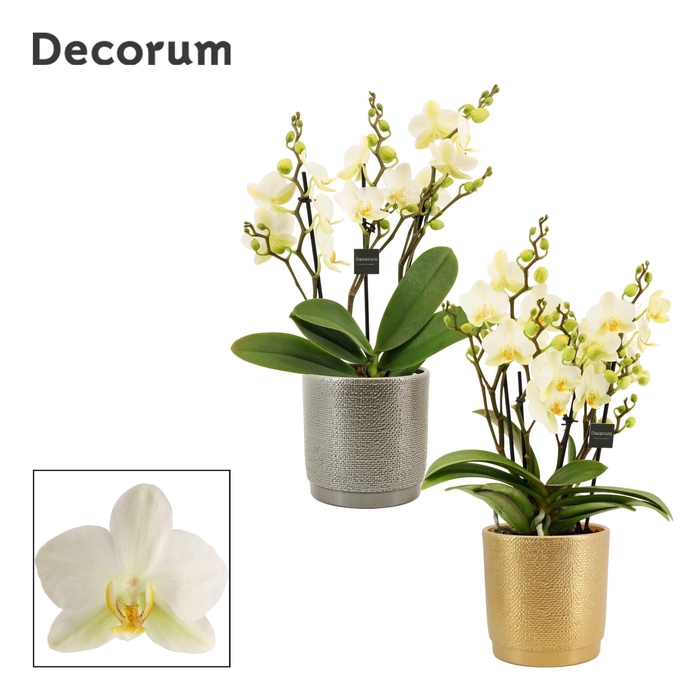 <h4>Phalaenopsis dazzling Lausanne 3-4 tak in Gabriël (Deco-collecti</h4>
