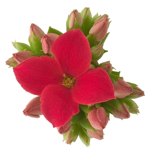 KALANCHOE BLOSSF P6 ROOD