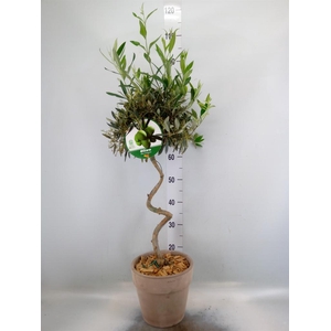 Arr. Tuinplanten H%