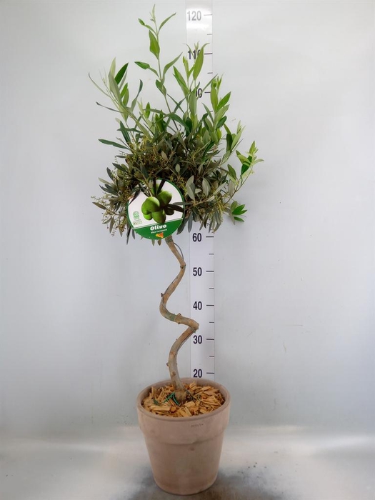 <h4>Arr. Tuinplanten H%</h4>