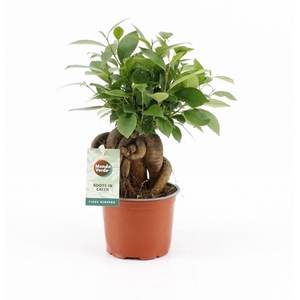 Ficus microcarpa Retusa