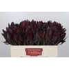 Leucadendron Saf Sunset Dark R.