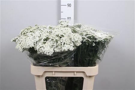 <h4>Achil M White Beauty</h4>