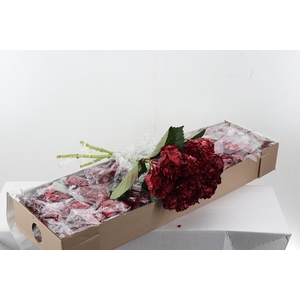 Hydr Smokey Crimson Box