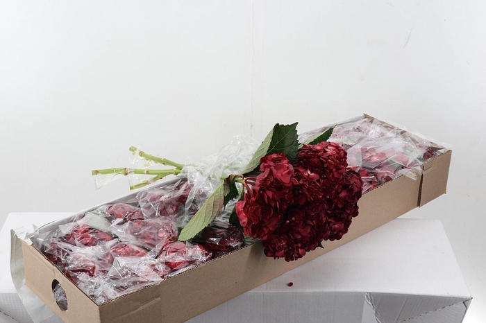 <h4>Hydr Smokey Crimson Box</h4>