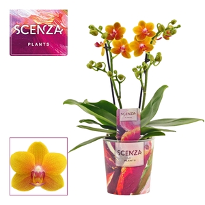 Phalaenopsis multiflora 2 tak Drops of the sun (Scenza)