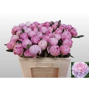 PAEO L SARA BERNHARD