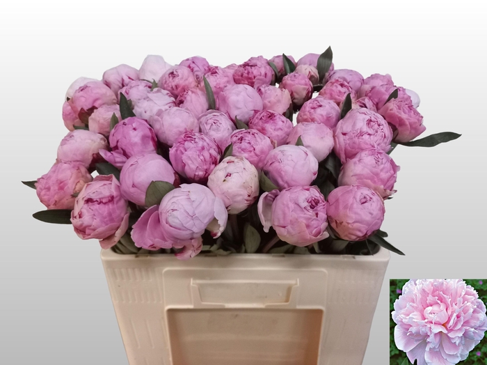 <h4>PAEO L SARA BERNHARD</h4>