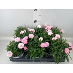 Dianthus  'I Love U'