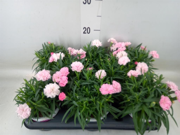 <h4>Dianthus  'I Love U'</h4>