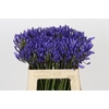 Agapanthus EYFORI Blue