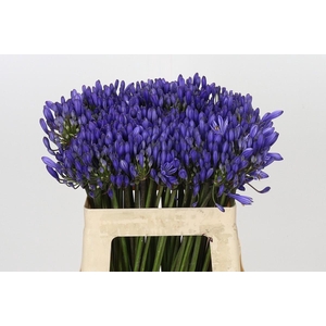 Agapanthus EYFORI Blue