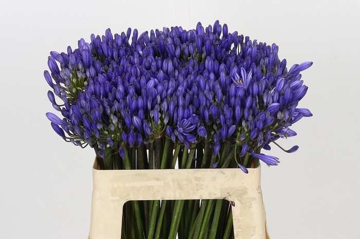 <h4>Agapanthus EYFORI Blue</h4>