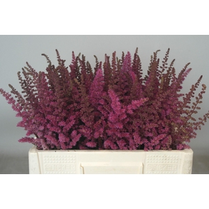 Astilbe Maggie Daley