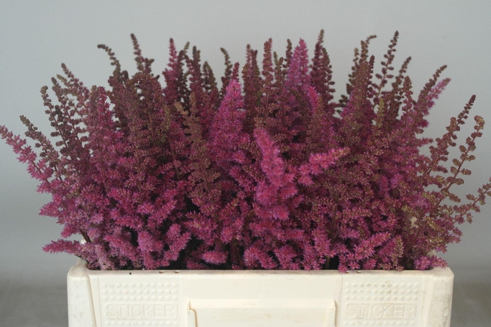 <h4>Astilbe Maggie Daley</h4>