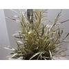 Grevillea Goud