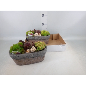 Arr.  Sempervivum L%
