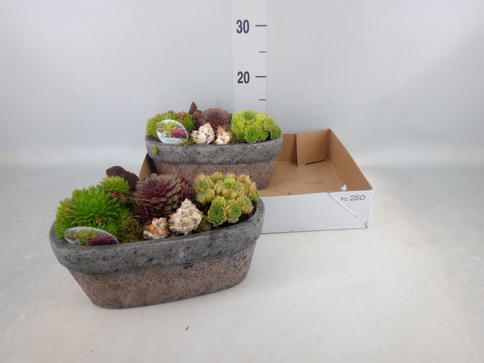 <h4>Arr.  Sempervivum L%</h4>