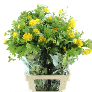 Ran Nat Moderna Sorrento