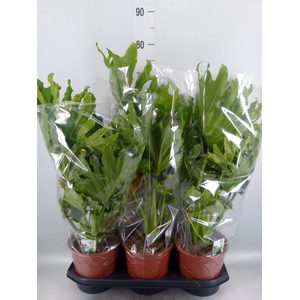 Philodendron   ...
