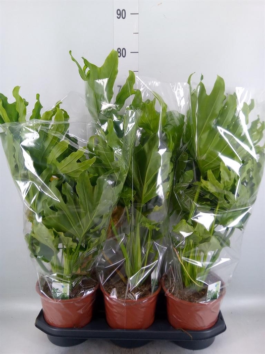 <h4>Philodendron   ...</h4>