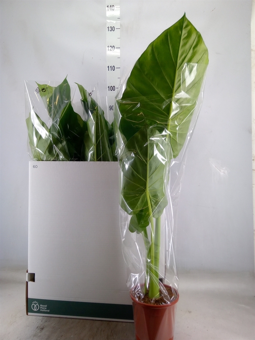 <h4>Alocasia macrorrhiza</h4>