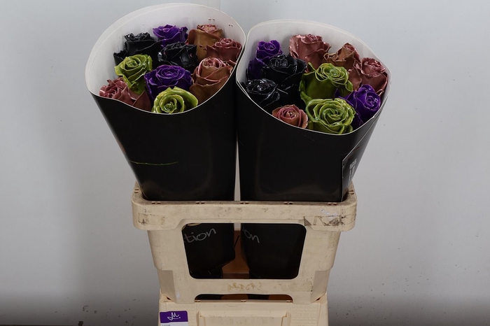 <h4>R Ov Wx Herfst Mix W120</h4>