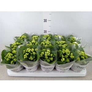 Kalanchoe blos. 'RosFlow Sia'