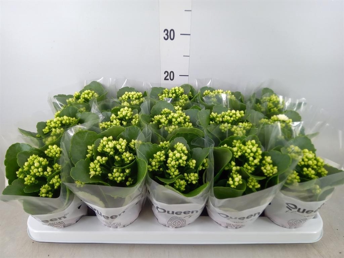 <h4>Kalanchoe blos. 'RosFlow Sia'</h4>