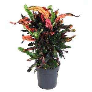 Codiaeum variegatum grootbladig 'Mammi'