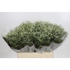Limonium sinensis Clear Diamond