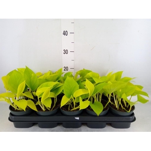 Epipremnum pinn. 'Golden Pothos'