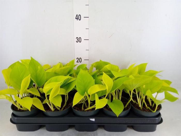 <h4>Epipremnum pinn. 'Golden Pothos'</h4>