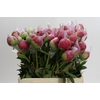 Paeonia Command Performance