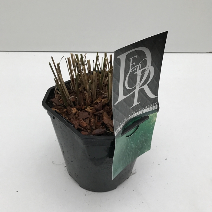 <h4>Graminées Miscanthus 'Gracillimus'</h4>