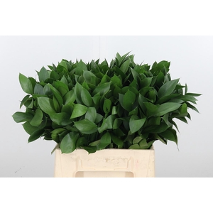 Ruscus