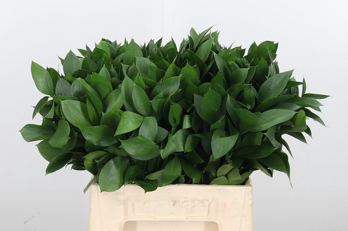 <h4>Ruscus</h4>