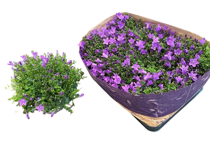 <h4>CAMP POR BLUEONE</h4>