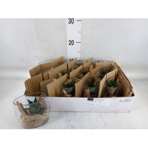 Arr.   Kamerplant Groen L%