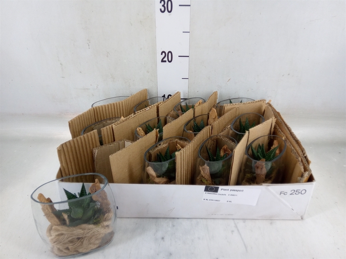 <h4>Arr.   Kamerplant Groen L%</h4>