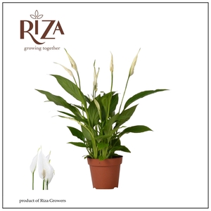 Spathiphyllum 12 cm Torelli zonder hoes